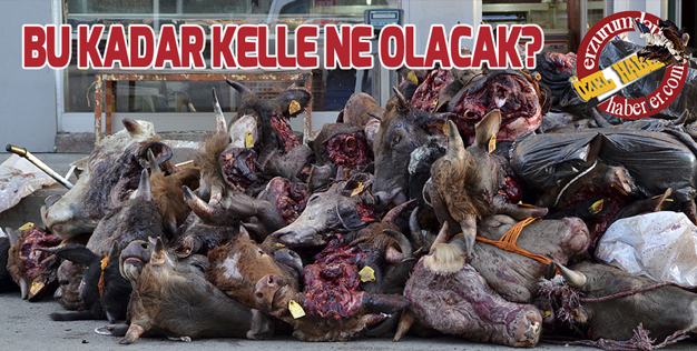 İNANILMAZ GÖRÜNTÜ