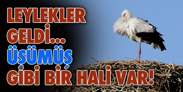 EVLERİNE GERİ DÖNDÜLER AMA…