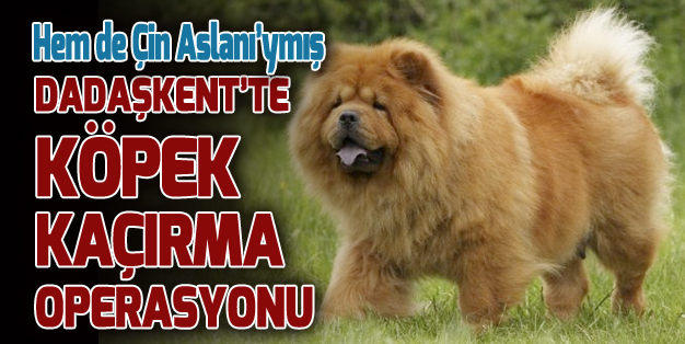 COW COW’UMU BULUN!