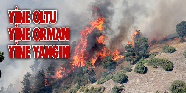 OLTU ORMANLARI YİNE CAYIR CAYIR!