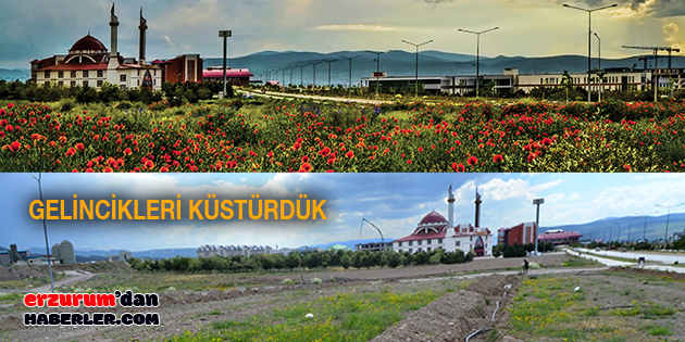GELİNCİKLERİN İSYANI