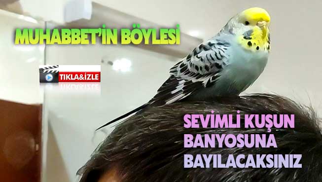 MUHABBET KUŞUNUN BANYO KEYFİ